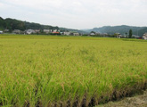 刈り取り前の圃場
