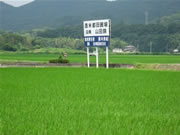 まだ緑が濃い山田錦の圃場