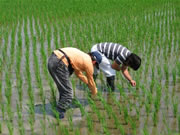 １株の茎数を数える