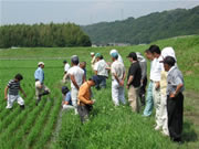 圃場を視察する会員