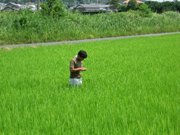 幼穂を計測する鈴木会長