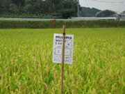 評価のための用紙が立てられている