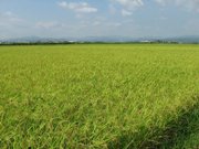 乗松相談役の圃場