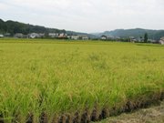 乗松さんの山田錦の圃場