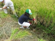 子供も上手に刈り取っていました
