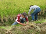 刈り取った稲の一定量を縛ります