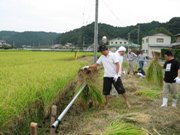 刈り取った稲をはざ架け